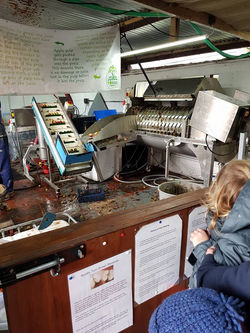 Watching how they make apple Juice