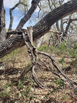 Table legs at river.jpg