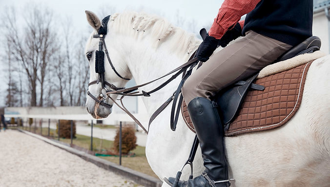 Dressage Horse _edited.jpg