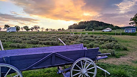 Levandulový statek Bezděkov