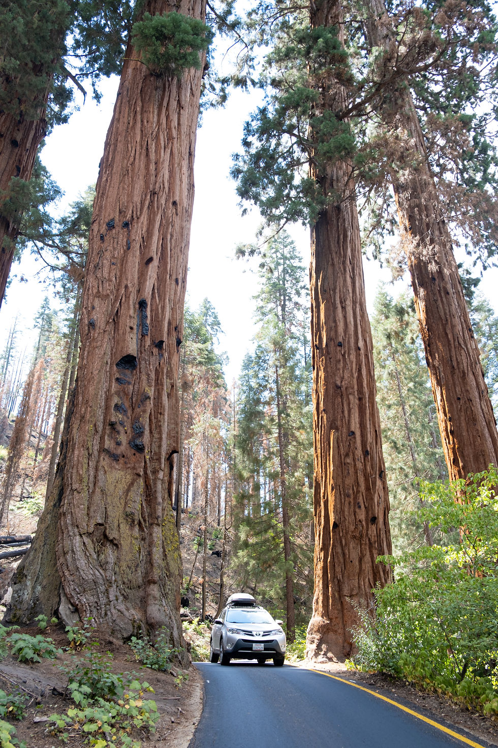 Sequoia National Park, CA, Summer 2022