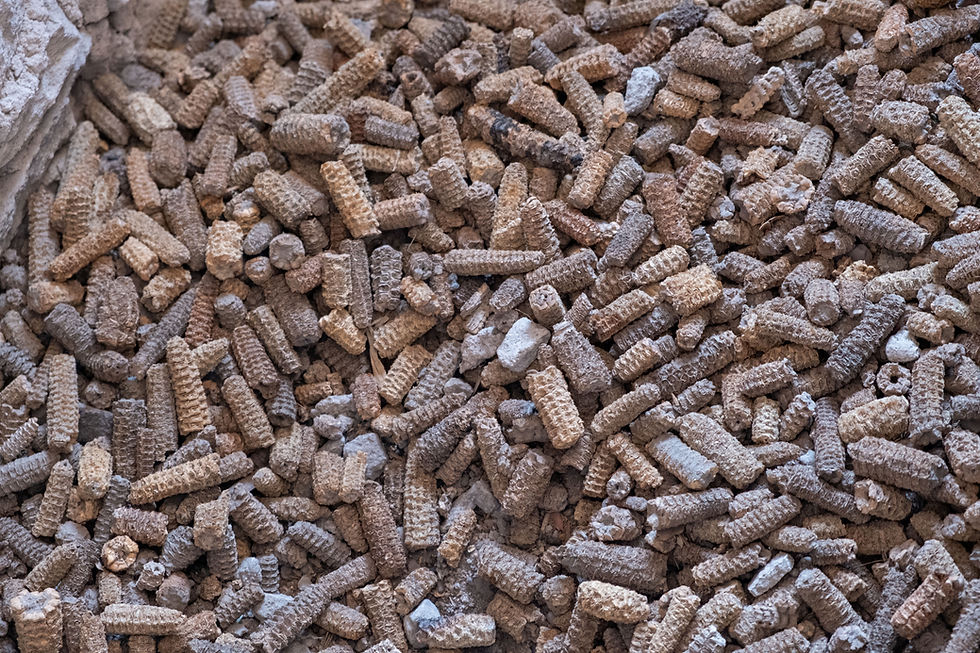 Maize in a cliff dwelling, Gila National Forest, New Mexico 2025