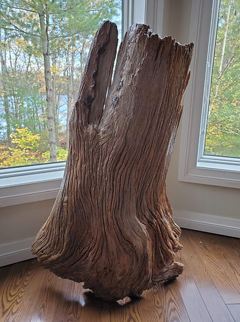 website stump 2023.jpg