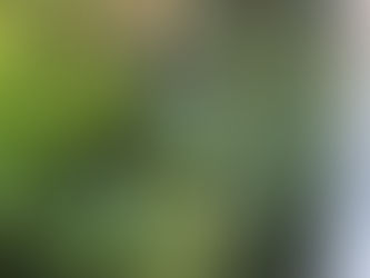 Recent Garden Clearance Job in Bolton