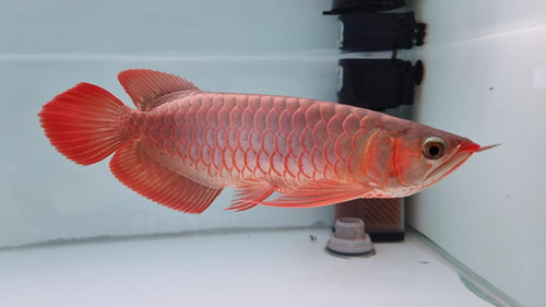 Indonesia Red Arowana(Super Red) - SR | Xinlong Arowana