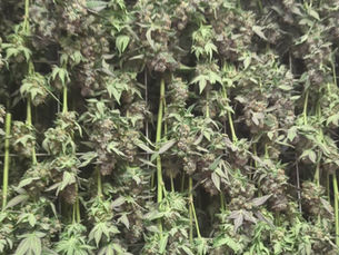 New Harvest of Triple OG is On Its Way Just in Time for Spring!