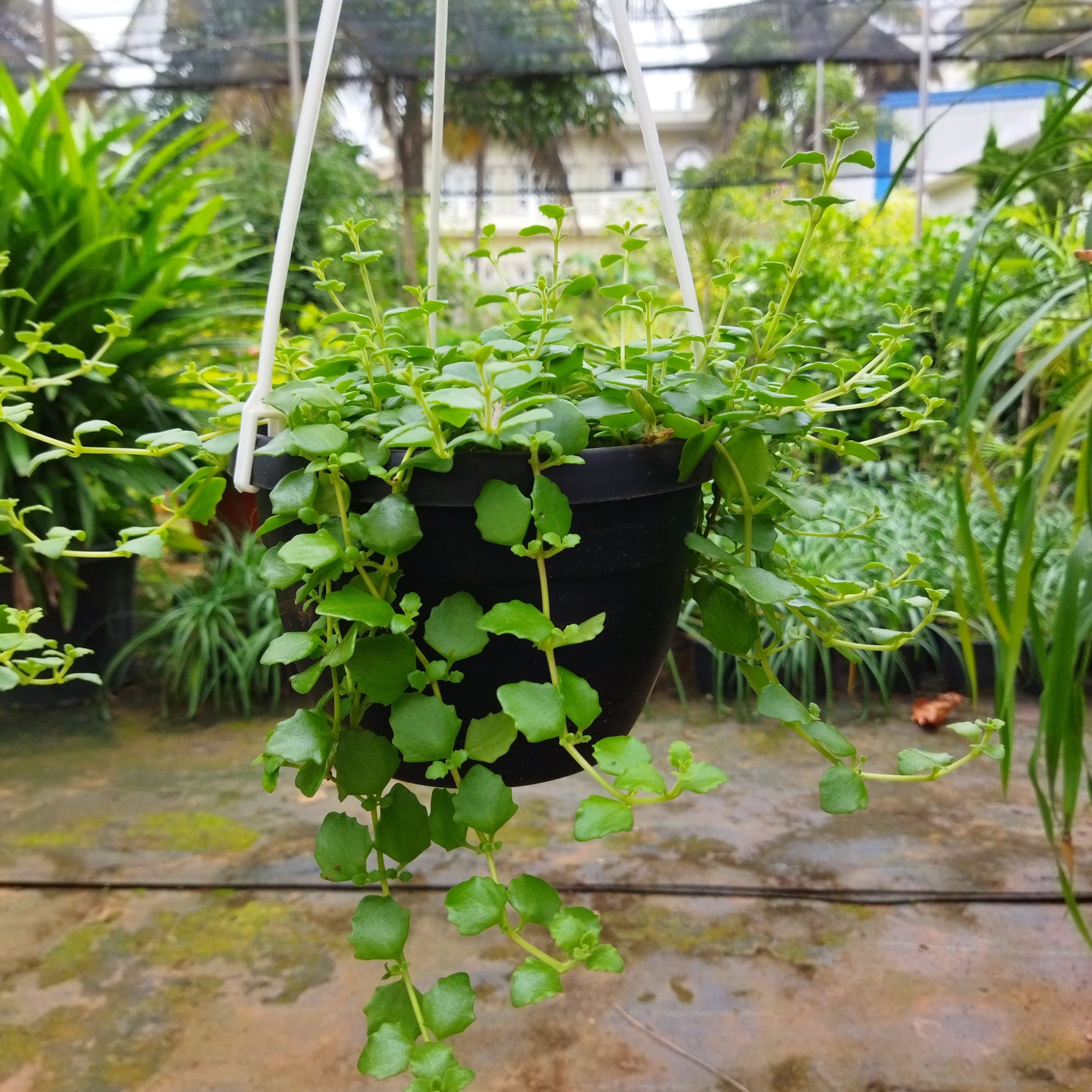 Tangled heart hanging plant