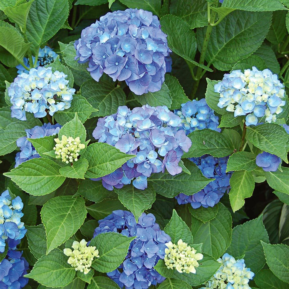 Hydrangea Flowering Plant