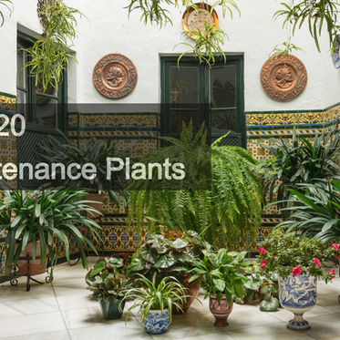 The Best 20 Low Maintenance Plants!