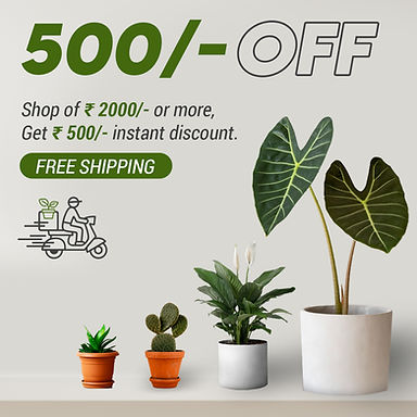 Saplings.live Offers .jpg