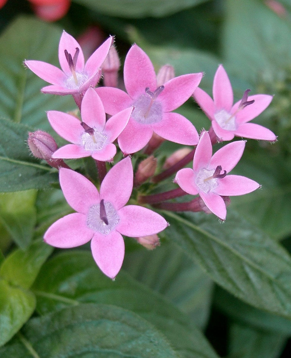 Thumbnail: Pentas Flowering Plants
