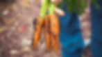 20 Best House Plants - Carrots
