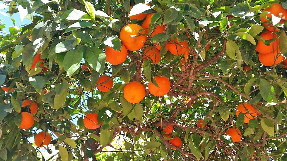 Naranjas.jpeg