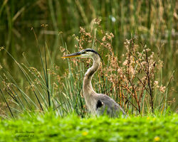 DSC_8827-2