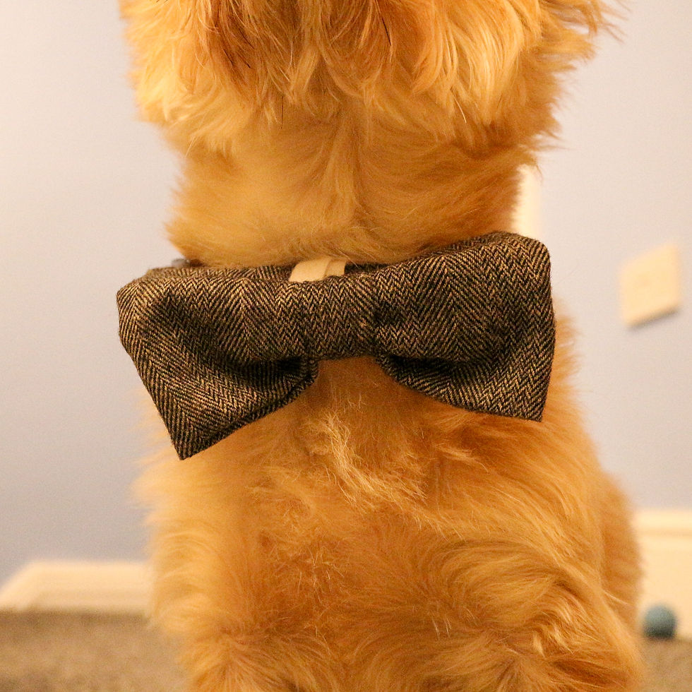 Thumbnail: Peaky Paws Smoky Bow Tie