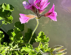 Scented Geraniums