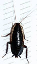 Australian Cockroach