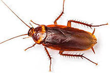 American Cockroach