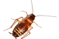 Brown Banded Cockroach