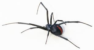 How Often Should You Book Pest Control in Perth?