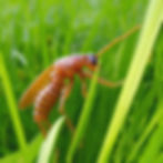 Fleas | Tritan Pest Management