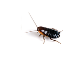 Oriental Cockroach