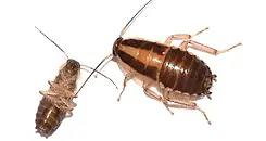 German Cockroach