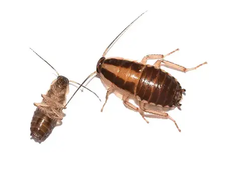 Cockroaches in Perth: Health Risks & Control Methods