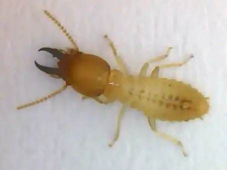 Termite Species in Perth: Identification, Risks & Treatments