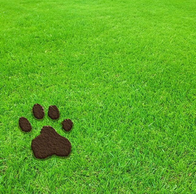 Grass Paw.jpg