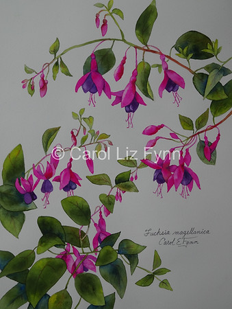 WM#1 Fuchsia Magellanica.jpg