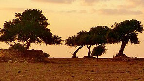 Questa pianta quindi, come spesso è accaduto nel passato, ha sugellato l’unione di più culture del bacino del Mediterraneo.