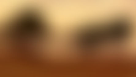 Questa pianta quindi, come spesso è accaduto nel passato, ha sugellato l’unione di più culture del bacino del Mediterraneo.