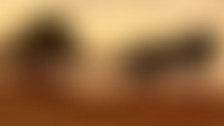 Questa pianta quindi, come spesso è accaduto nel passato, ha sugellato l’unione di più culture del bacino del Mediterraneo.