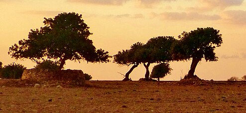 Questa pianta quindi, come spesso è accaduto nel passato, ha sugellato l’unione di più culture del bacino del Mediterraneo.