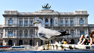 Gabbiano davanti al Palazzo di Giustizia, Roma, 2023