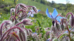 Cucina Vegetale Cilentana