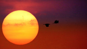 Il tramonto, noto anche come calar del sole, è la scomparsa quotidiana del Sole sotto l'orizzonte a causa della rotazione terrestre. Vista dall'Equatore, il Sole all'equinozio tramonta esattamente a ovest sia in Primavera che in Autunno. Vista dalle latitudini medie, il Sole estivo locale tramonta a sud-ovest per l'Emisfero Nord, ma a nord-ovest per l'Emisfero Sud - Sundaram Perumal, CC BY-SA 4.0, via Wikimedia Commons