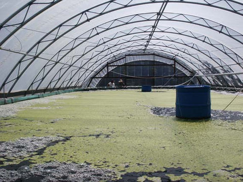 algal production inside of a greenhouse