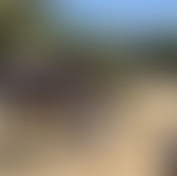 Puebla Recicla 5,000 Árboles y Cuida el Planeta en Campaña Verde Navidad