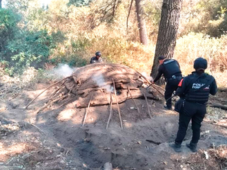 Estrategia Forestal de Alejandro Armenta frena procesamiento ilegal de madera