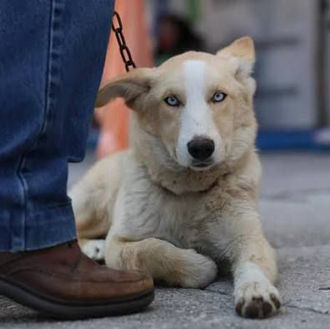Pepe Chedraui impulsa la salud pública con ferias de bienestar animal en barrios de Puebla