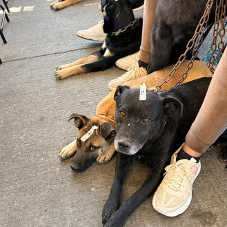 Impulsa Pepe Chedraui jornadas gratuitas de protección animal en colonias y juntas auxiliares de Puebla