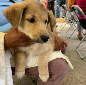 Pepe Chedraui fortalece el cuidado animal en Puebla con Jornadas Gratuitas