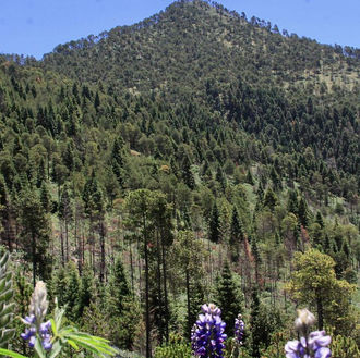 Armenta refuerza la protección ambiental en Puebla con nuevos Ecoparques y proyectos sustentables