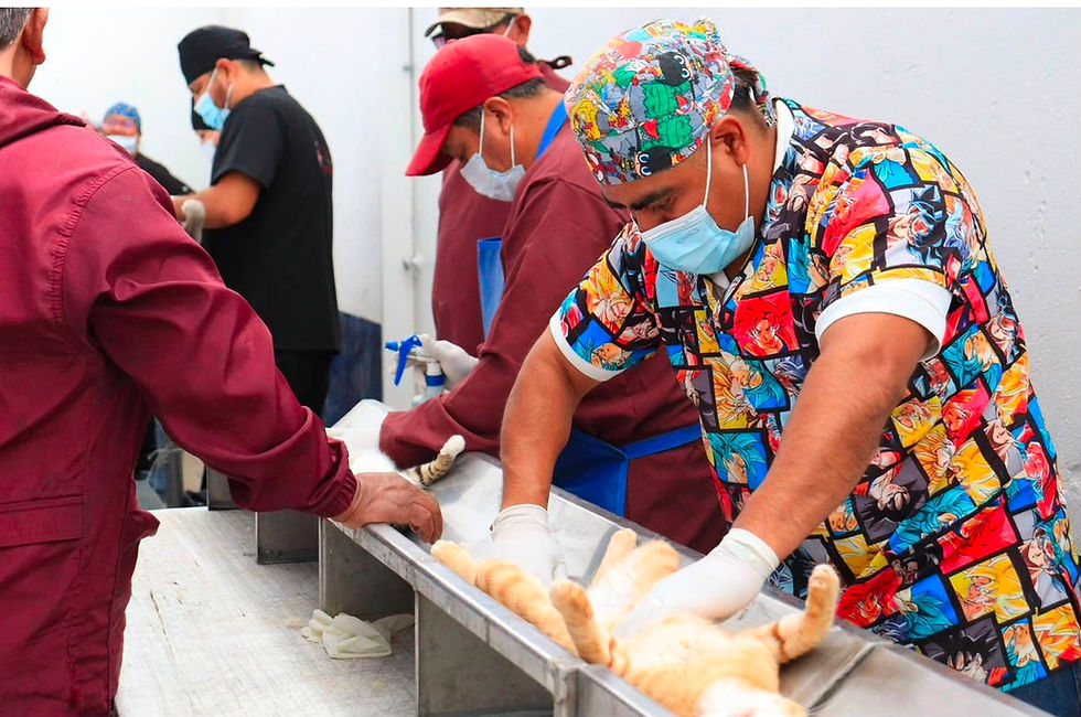 En colonias y juntas auxiliares, Puebla Capital lleva sanidad preventiva para perros y gatos