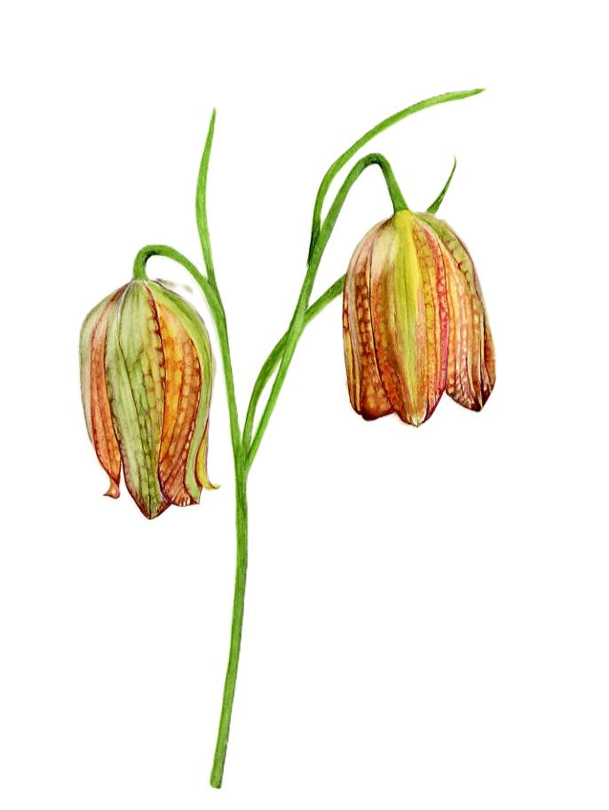 Fritillaria wall art Print