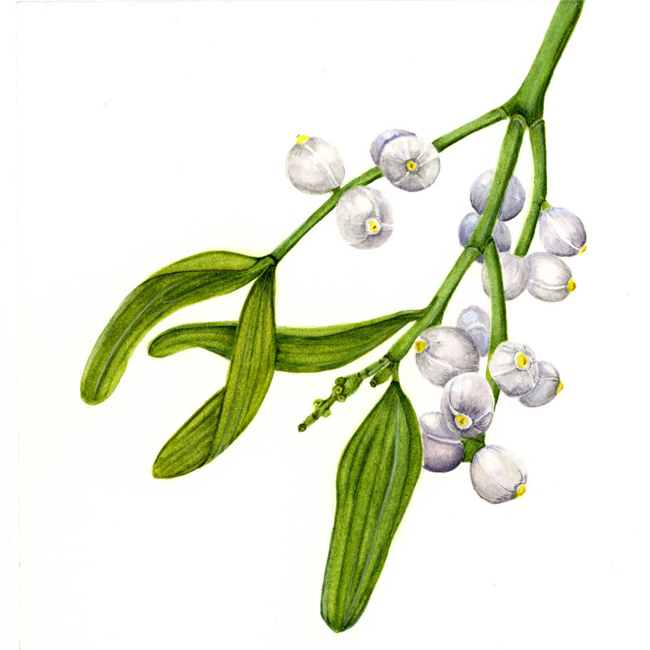 Personalised Christmas Card with an image of Mistletoe