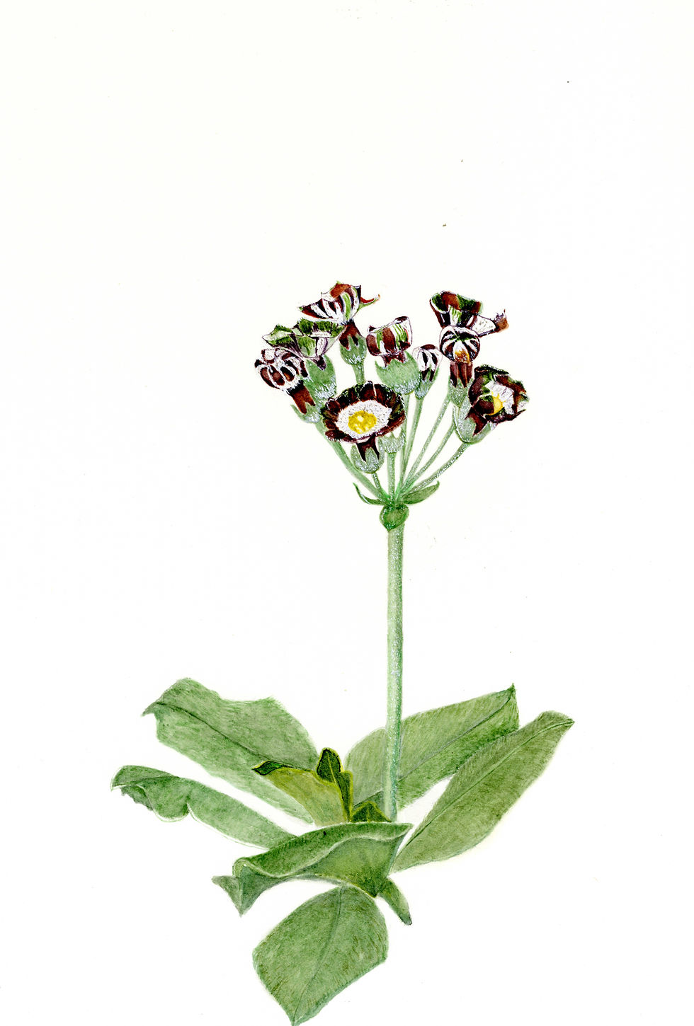 Auricula watercolour painting