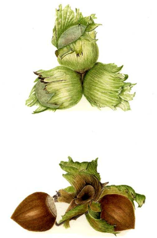 Personalised Christmas Card with an image of Hazelnuts